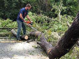 Best Commercial Tree Removal  in Wrens, GA